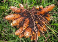 Brown Turmeric Root Seeds for Planting – Fresh, Organic, Non-GMO for Garden