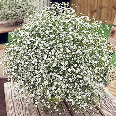 Gypsophila Paniculata Perennial Garden Flower Seeds