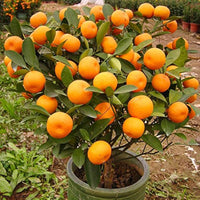 Orange Seeds