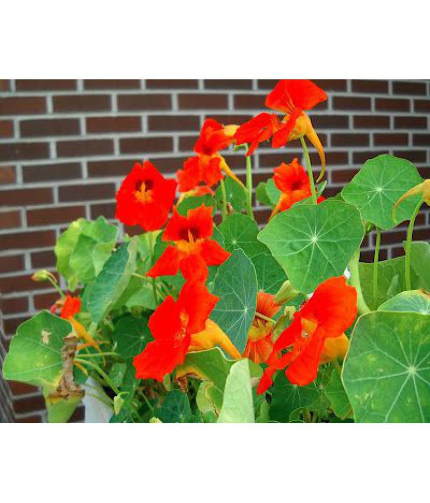 Nasturtium- Cherrelle