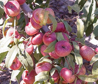 Flat Peach Prunus persica Fruit Seeds for Planting Red Peento Saucer Variety in Backyard Garden