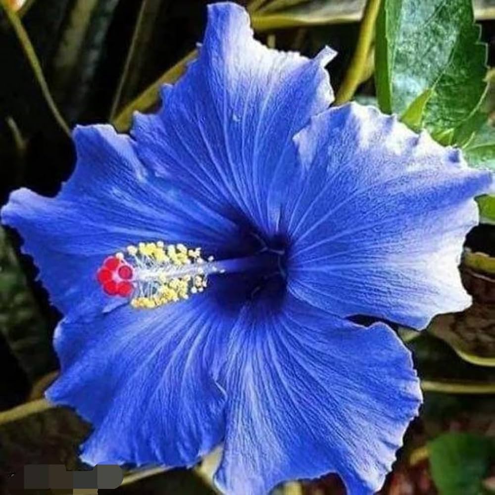 Heirloom Hibiscus Bonsai Flower Seeds – Unique Garden Bloom - Hibiscus for planting in home garden
