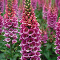 Fritillaria (flower Fritillaria meleagris) for planting in garden