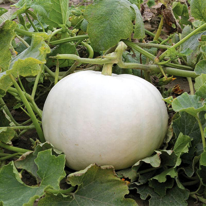 White Pumpkin Vegetable Seeds for Planting – Non-GMO, Heirloom, Perfect for Your Garden