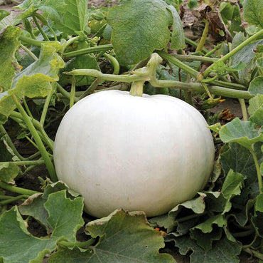 White Pumpkin Vegetable Seeds for Planting – Non-GMO, Heirloom, Perfect for Your Garden