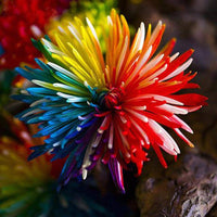 Rainbow Chrysanthemum Rare Color Flower Seeds for Home and Garden Planting