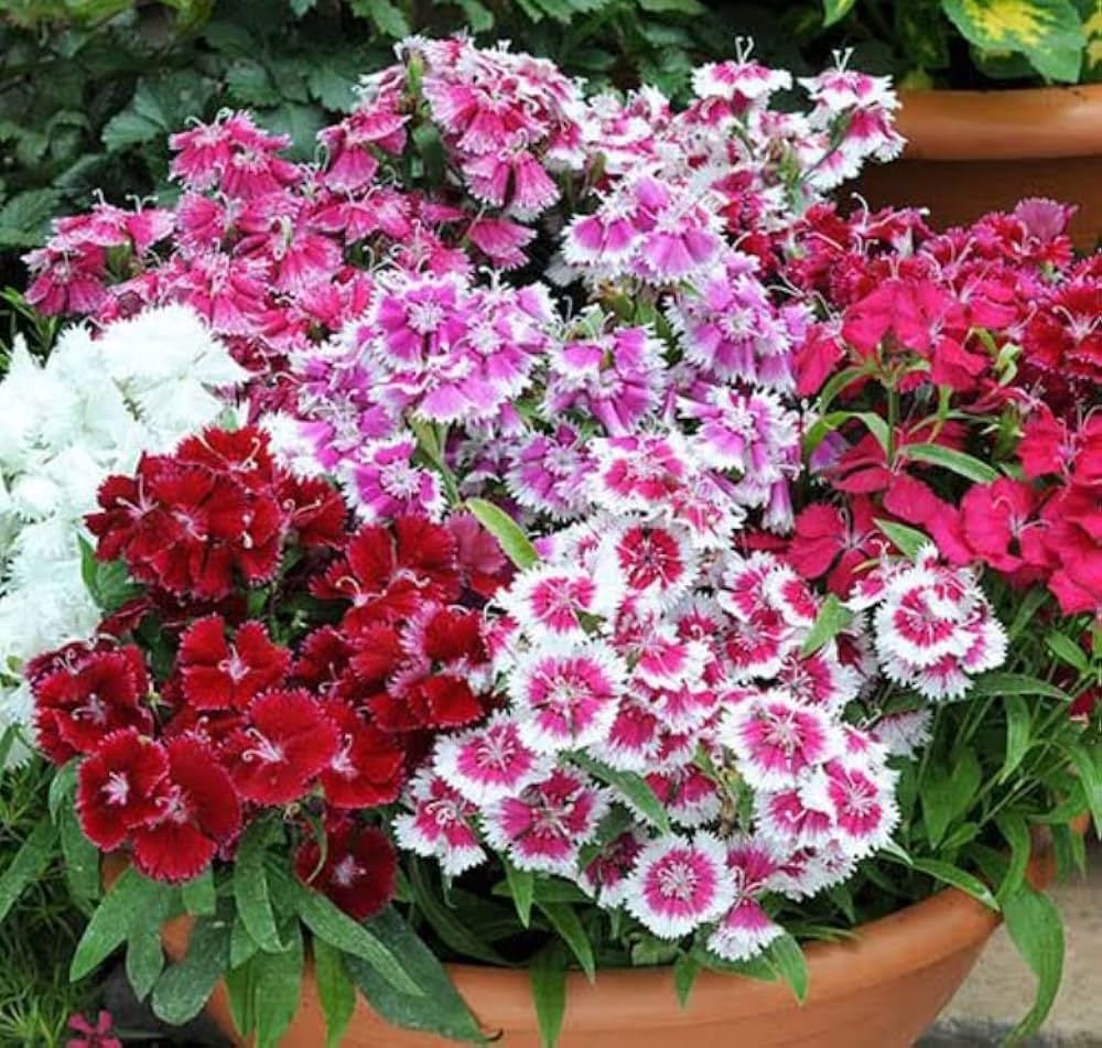 Dianthus Chinensis Pink Rainbow Garden Flower Seeds