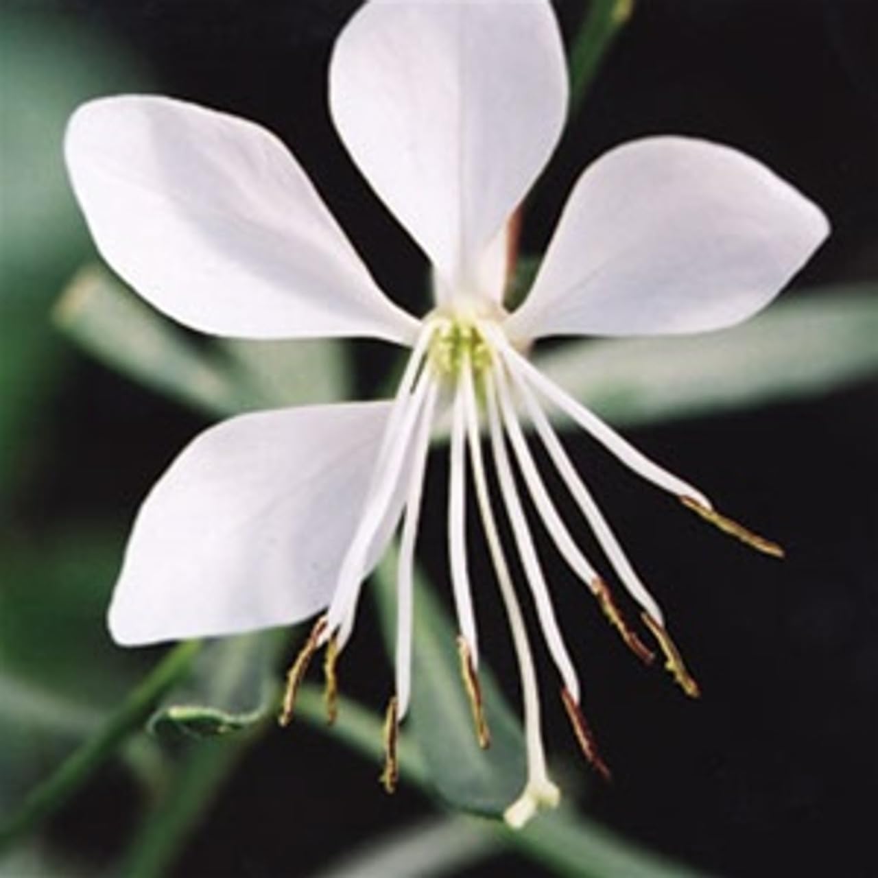 Whirling (Whirling scientific name) for planting in garden