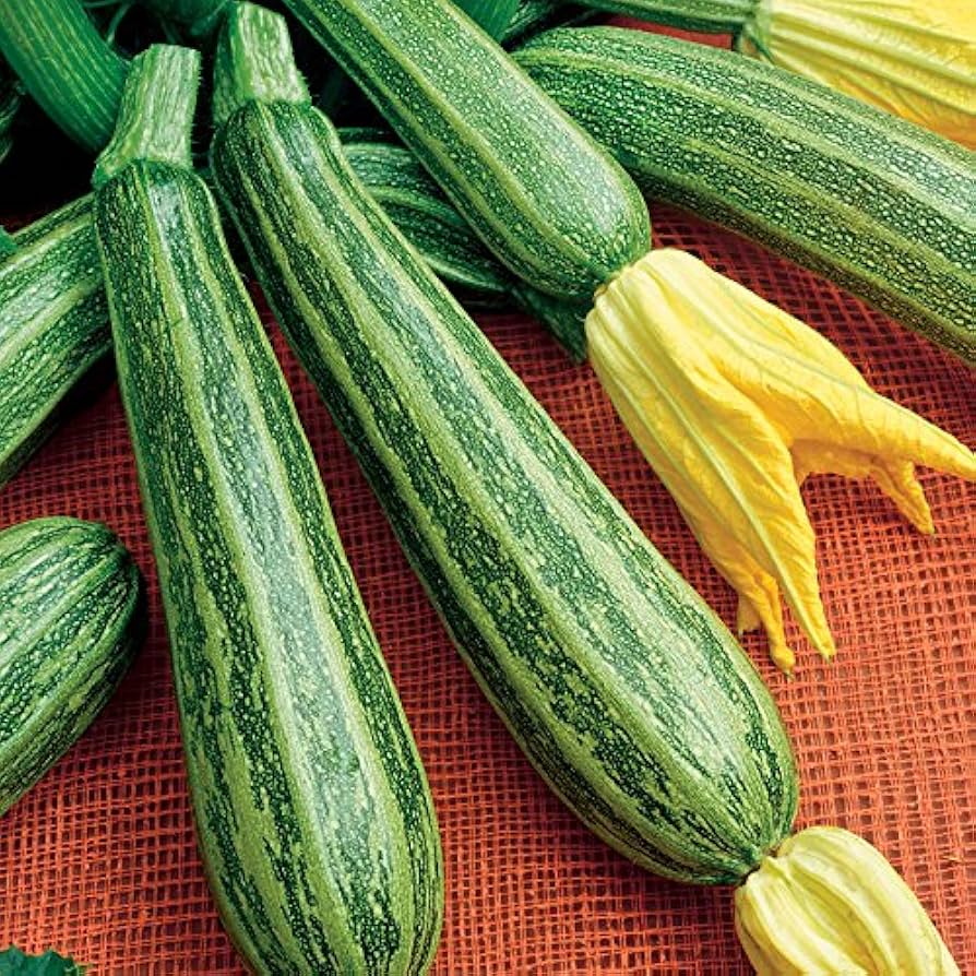 Squash Long Green Vegetable Seeds