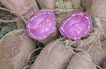 Purple Sweet Potato Vegetable Seeds for Planting heirloom & Non-GMO Seeds