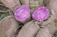 Purple Sweet Potato Ipomoea batatas seeds for raised bed planting