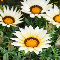 Gazania (Daybreak White) for planting in garden