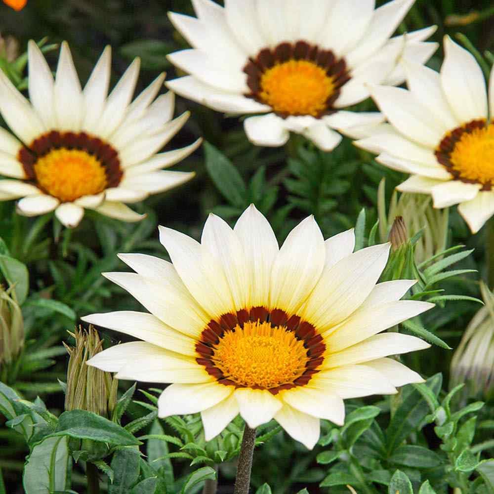 Gazania (Daybreak White) for planting in garden