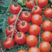 Sweetie Cherry Tomato Red Tomato Plant Seeds