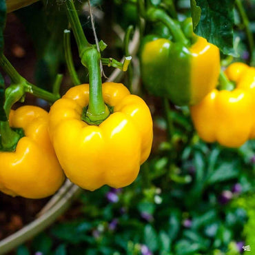 Sunbright Paprika seeds – Gold Vault jumbo-size sweet pepper variety