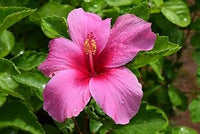 Heirloom Non-GMO Pink Hibiscus Rosa-Sinensis Flower Seeds for Planting – Exotic Tropical Garden Blooms