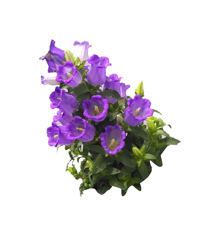 Campanula Persicifolia Flower Seeds – Hardy Perennial