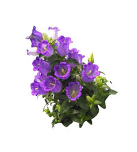 Campanula Persicifolia Flower Seeds – Hardy Perennial
