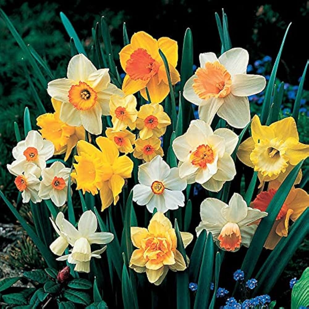Narcissus - Daffodil Bulbs