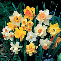 Narcissus - Daffodil Bulbs