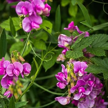 Sweet Peas Flower Seeds for Planting 100 -Hierloom Flower Seeds - Peas for planting in home garden