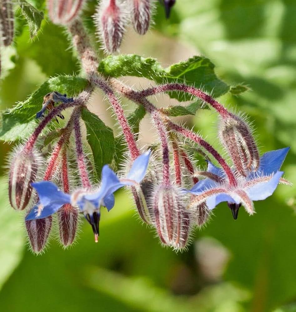 Organic Borage Seeds