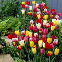 Double tulip flower Tulipa spp. seeds for planting in ornamental beds or garden containers