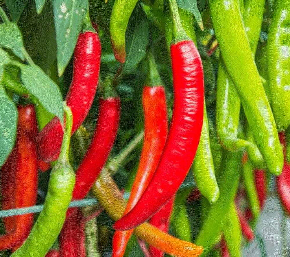 Chilly Red Organic Vegetable Seeds