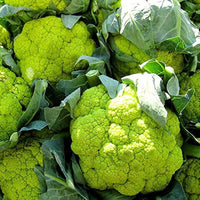 Cauliflower- Macerata Green