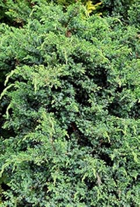 Black Juniper Berries Fruit Seeds - 5pcs, Start Your Own Juniper Tree 100 pcs