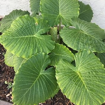 Organic Elephant's Ear Plant Seeds for Planting – Heirloom, Non-GMO