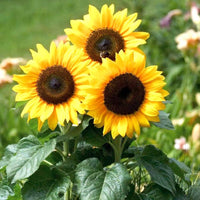 Double Petal Sunflower Seeds