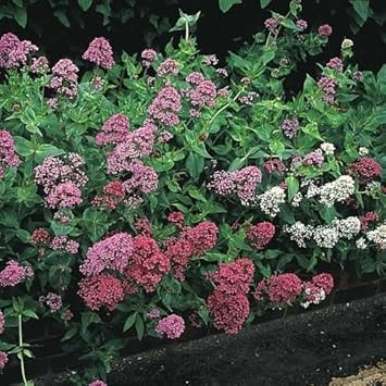 Jupiter's (Jupiter's scientific name) for planting in garden