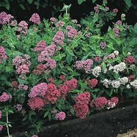 Jupiter's (Jupiter's scientific name) for planting in garden