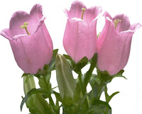Campanula flower Campanula spp. seeds for planting in home garden or ornamental balcony containers