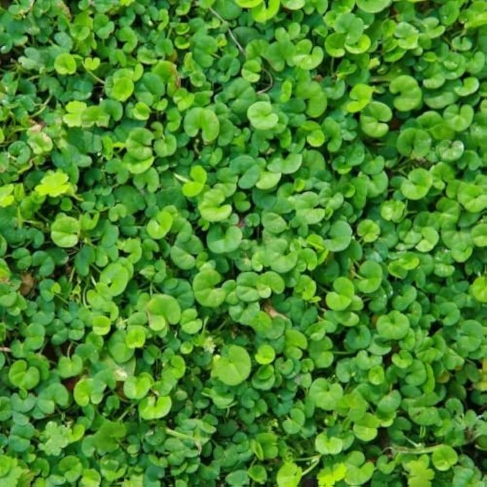 Asian - Ponysfoot for planting in home garden
