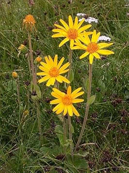 Arnica Flower Seeds for Garden Planting - 100