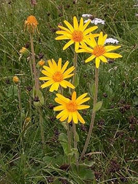 Arnica Flower Seeds for Garden Planting - 100