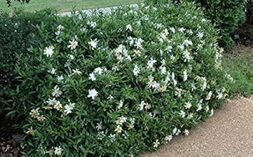 White Jasminoides Seeds for Planting – Organic, Heirloom, Non-GMO Flower Seeds