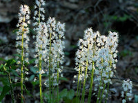 Heirloom Non-GMO Foam Flower Seeds for Planting – Shade-Loving Perennial Garden Blooms - Non-GMO for planting in home garden