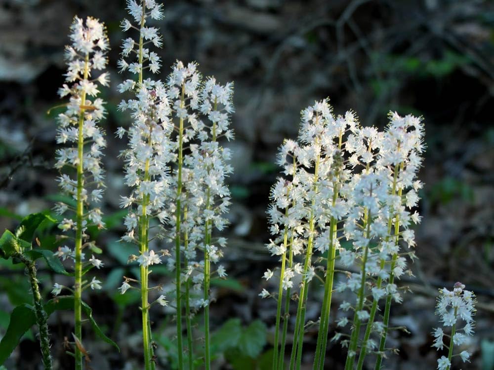 Heirloom Non-GMO Foam Flower Seeds for Planting – Shade-Loving Perennial Garden Blooms - Non-GMO for planting in home garden