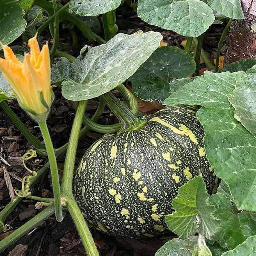 Pumpkin plant Cucurbita pepo seeds for planting in vegetable patches or home gardens