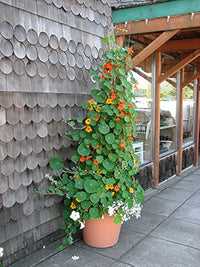 Nasturtium (‘Jewel Mix’ flower) for planting in garden