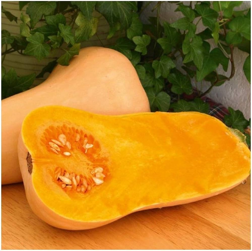 Sweet - Squash for planting in home garden