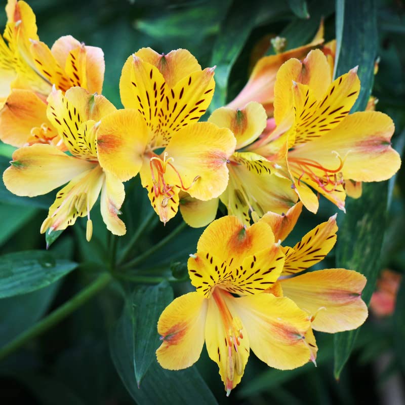 Peruvian - Lily for planting in home garden