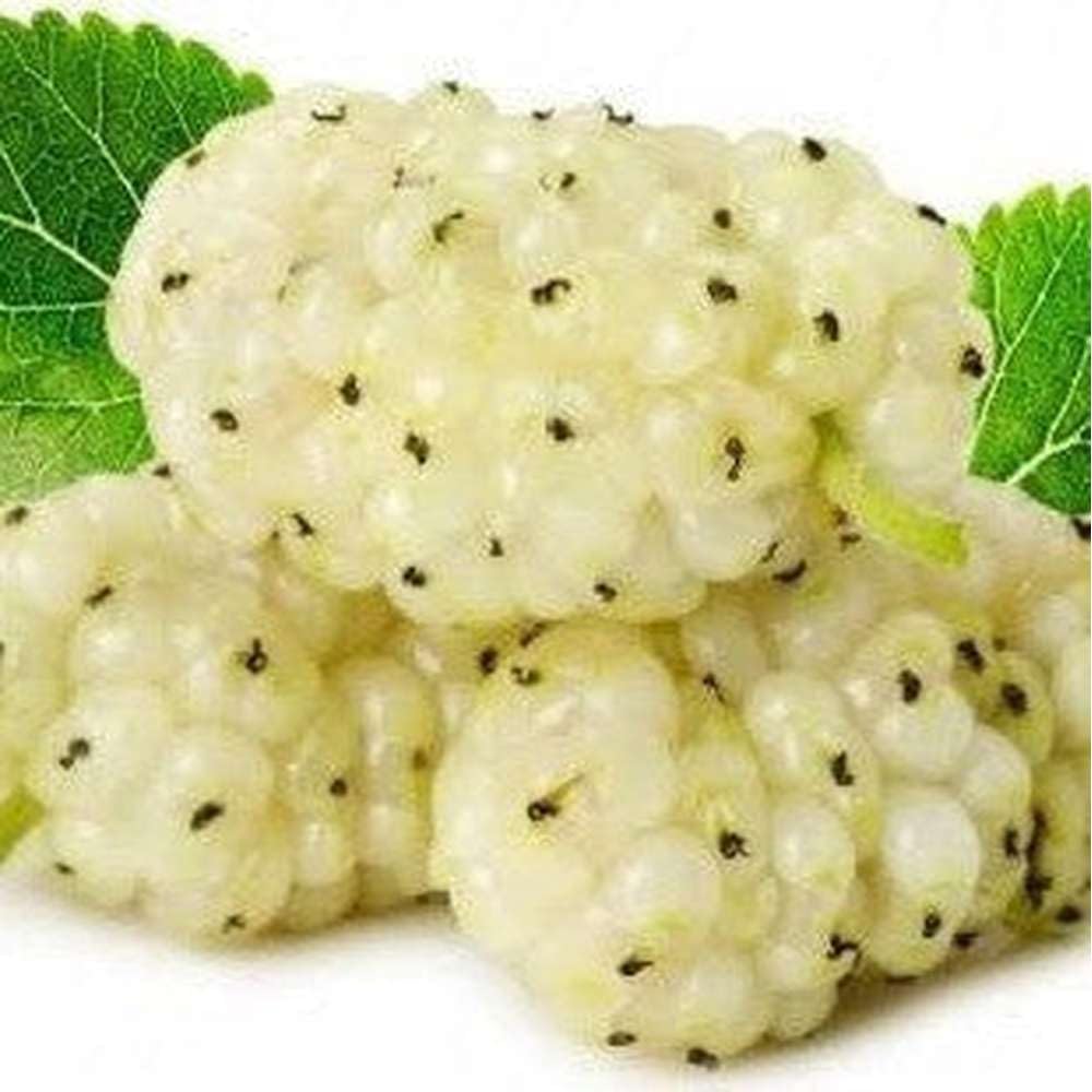 Sweet Watermelon Vine Seeds - Cultivate Refreshing Summer Fruits 100 pcs
