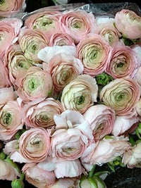 Pink White Ranunculus Flower Seeds for Planting - Heirloom and Non-GMO garden seeds