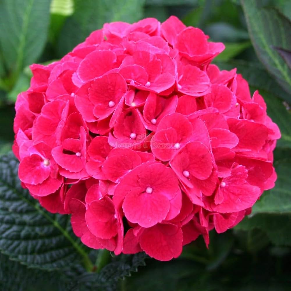 Rose Red Hydrangea bonsai seeds growing compact hydrangea shrubs with vivid rose-red clusters of blossoms for patio or indoor bonsai setups