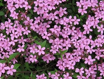 Heirloom Saponaria Ocymoides Flower Seeds for Garden Planting, Non-GMO, Pink Blooms for Ground Cover for planting in home garden