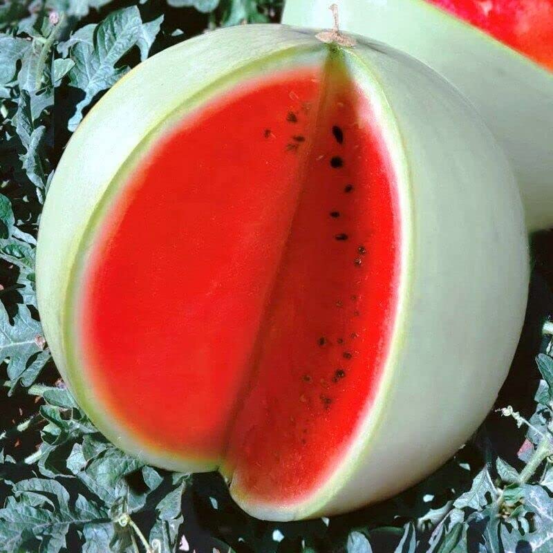 Snow White Watermelon Citrullus lanatus seeds for planting in home garden